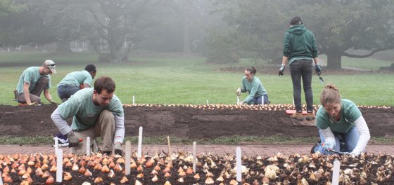 Interns in green shirts plant bulbs in a garden bed