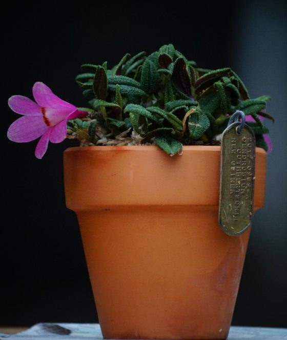 a terra cotta pot with a purple orchid set against a dark backdrop