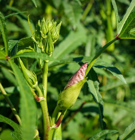 a close up image of okra growing in a garden