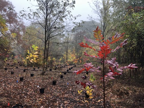 a forest floor with many black pots of small trees lined up in a row