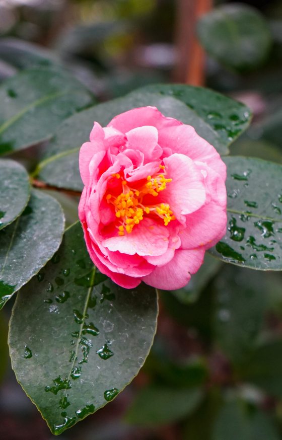 A pink camellia flower in bloom with many green leaves around it