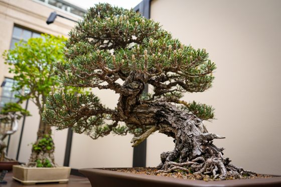 a bonsai tree in a square pot 
