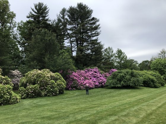 A landscape at Longwood Gardens featuring tall trees and rhododenrons in bloom.