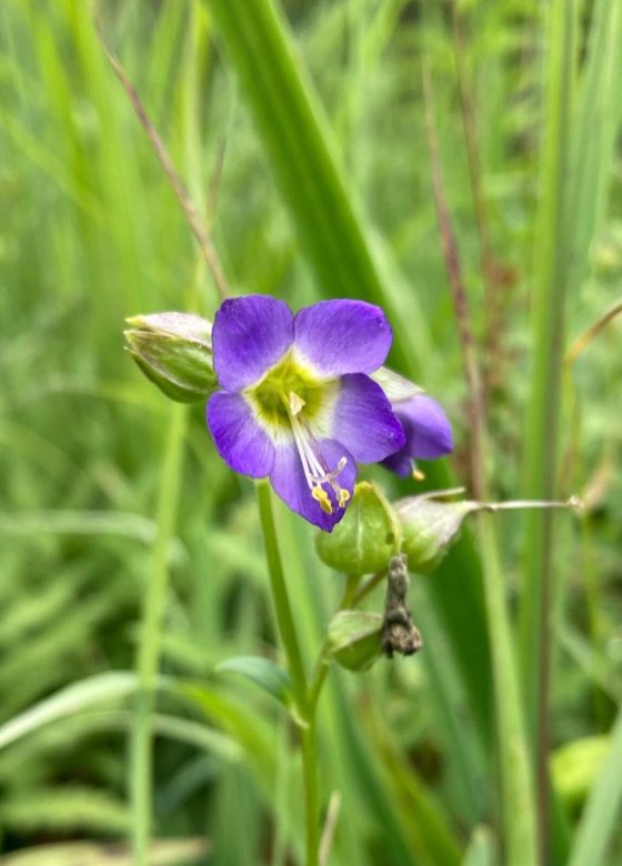 Tall green grass with a single purple flower in the center of the image.