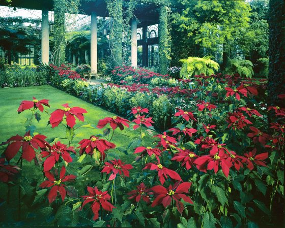 The conservatory at Longwood Garden with planted poinsettias around the garden beds.