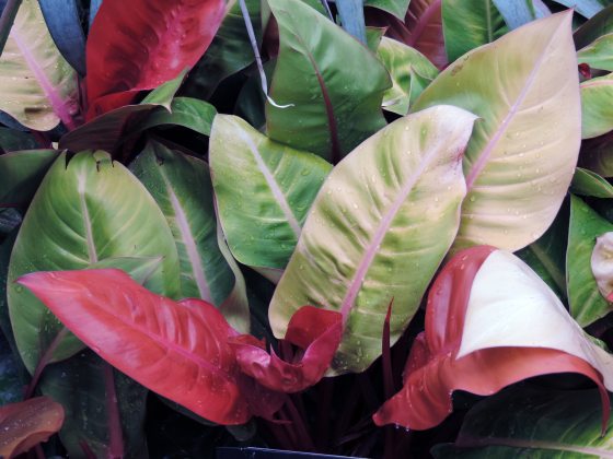 Pink, green, and white leaves of a houseplant.