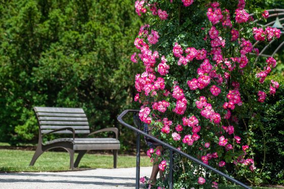 A rose bush with an empty bench to its left. 