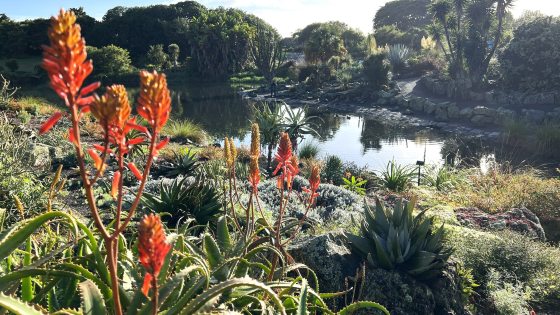 A desert garden featuring aloe, cactus, and a pond in the background.