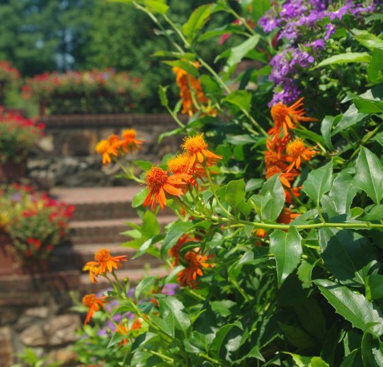 A stone staircase in the background with orange flowers in the foreground.