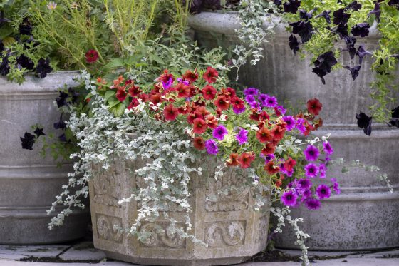 A stone plant container with red and pink cosmos overflowing out of the pot. 