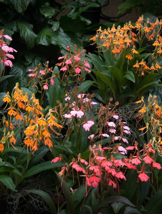 Pink and orange Habenaria flowers against a black backdrop.