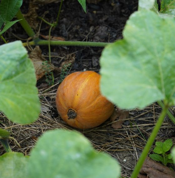 An orange squash growing on the vine in a garden.