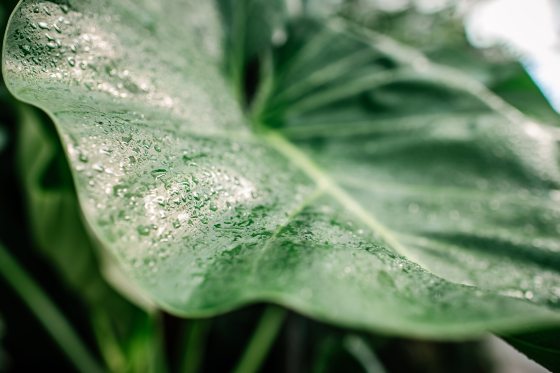 A close up of a large green leaf with a light mist of water on top.