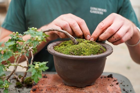 A person potting a bonsai in a brown pot topped with moss.