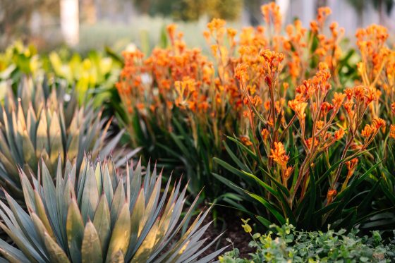 Bright orange flowers growing next to an agave plant in a garden bed.