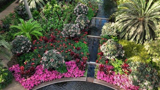 An overhead image of the East Conservatory at Longwood Gardens, featuring bright pink flowers, ferns, and palms. 
