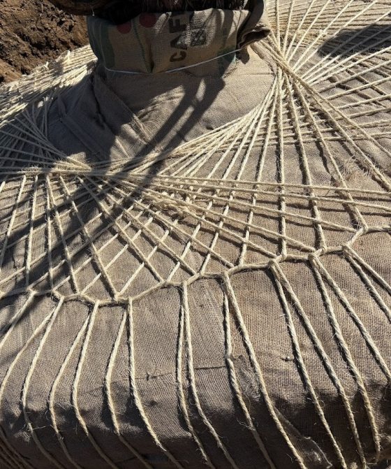 The base of a large tree, wrapped in burlap and thick twine.