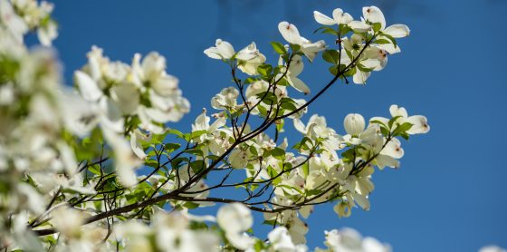 White flowers blooming on the branch of a dogwood tree.