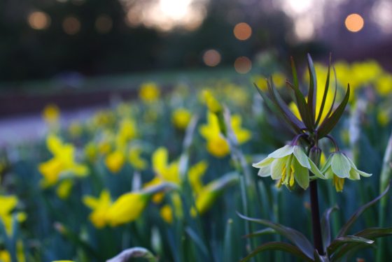 Blurry yellow flowers on a hillside at dusk.