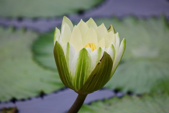 An almost unfurled white waterlily growing in a pool, surrounded by green leaves.