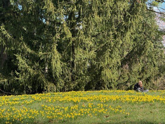 A lawn filled with yellow flowers, set in front of a large evergreen.