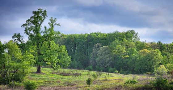 A vista of a meadow garden in summer.