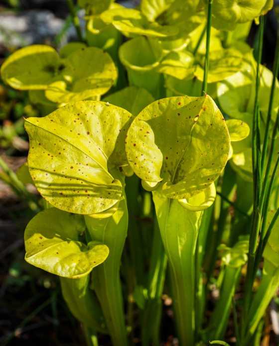 Long lime green carnivorous plants, shaped like tubes with flared out tops.