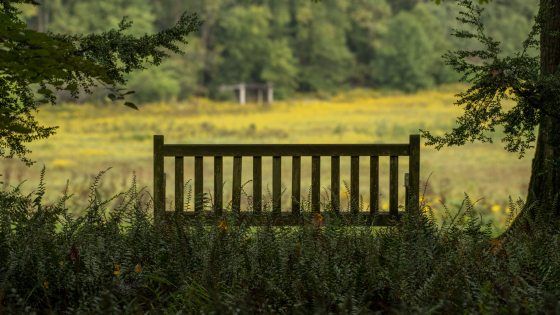 A wooden bench, in the shade, overlooking a meadow in summer.