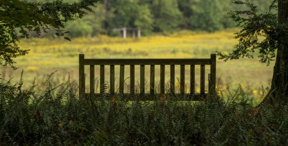 A wooden bench, in the shade, overlooking a meadow in summer.