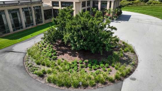 An aerial image of a circular garden with a large yew in the center, surrounded in smaller grassy plantings.