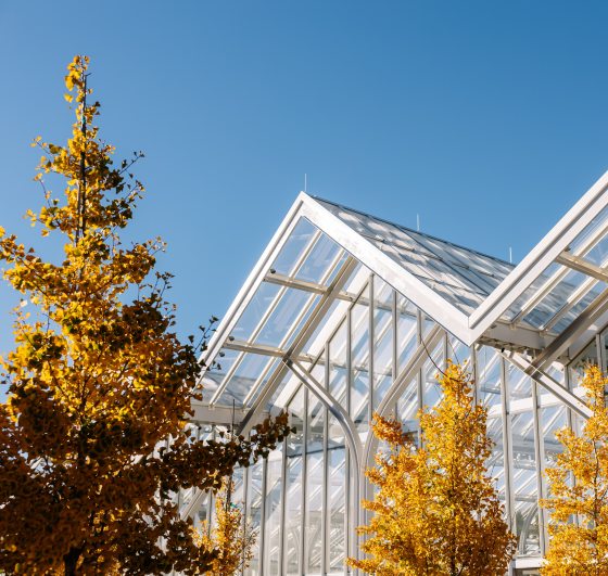 The roof peaks of the West Conservatory, featuring trees with yellow leaves in front. 
