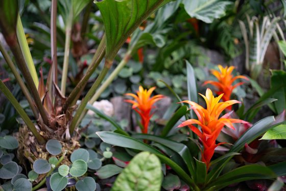 Tropical plants in many varieties growing in a garden bed.