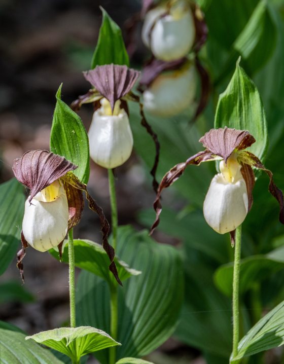 A cluster of white lady's slipper orchids, each with a large, white, pouch-like petal and dark, reddish-brown, twisted sepals and lateral petals. The orchids grow on slender stems amidst broad green leaves in a wooded, sun-dappled setting.