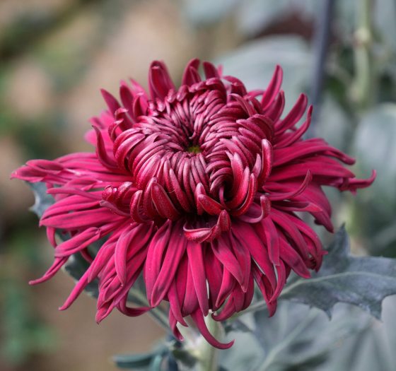A close-up of a deep magenta, dark red, or burgundy 'spider' or 'fujin' type chrysanthemum flower with long, curling, and tubular petals.