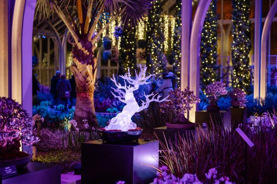 A completed, translucent crystalline bonsai tree sculpture glows with bright white light on a black pedestal at Longwood Gardens. It is displayed alongside real bonsai trees in a conservatory illuminated by purple and blue holiday lights.