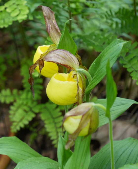 Yellow orchids growing in a forest covered area. 