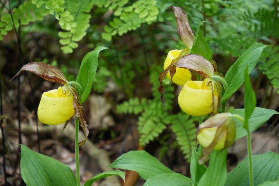 Yellow orchids growing in a forest covered area. 