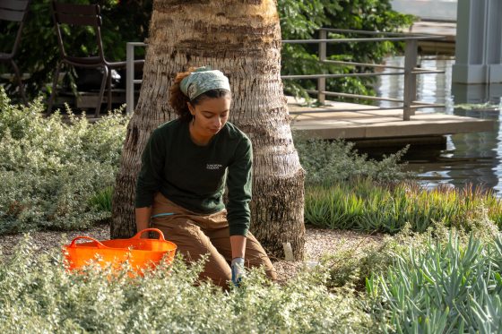A person kneeling down in a garden bed, with an orange bucket beside them for plant pruning..