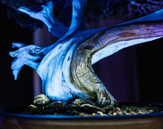 An extreme close-up of a bonsai trunk under UV light. The light reveals the intricate textures, grain, and cracks in the wood, making the trunk appear like a glowing, sculptural landscape of neon blue and violet.