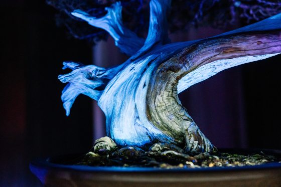 An extreme close-up of a bonsai trunk under UV light. The light reveals the intricate textures, grain, and cracks in the wood, making the trunk appear like a glowing, sculptural landscape of neon blue and violet.