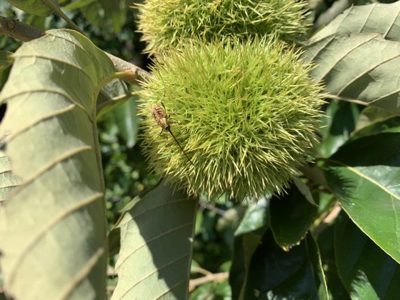 A slightly wider shot of the same Chestnut Weevil species perched on a spiky green chestnut burr. The image shows the surrounding serrated chestnut leaves, providing a sense of scale for the insect and the developing fruit.