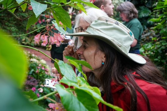 A close-up shot of a woman wearing a wide-brimmed hat using a magnifying glass to examine a cluster of pink flowers on a plant, with other people partially visible in the background.