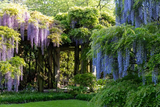 A perspective shot looking down a stone walkway in a formal garden. The path is flanked by low stone walls and topped with a series of wooden beams that support a dense ceiling of purple Wisteria. The far end of the path opens into a sunny courtyard with green manicured hedges.
