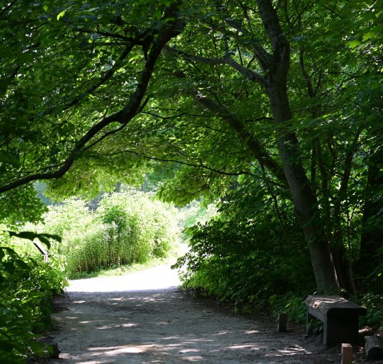 A shaded, gravel entrance to a meadow. A dense canopy of vibrant green maple leaves creates a natural tunnel over the path. A simple wooden bench sits in the shadows on the right. The end of the path opens into a bright, sunlit area of tall green vegetation.