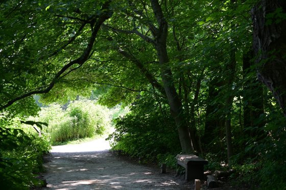A shaded, gravel entrance to a meadow. A dense canopy of vibrant green maple leaves creates a natural tunnel over the path. A simple wooden bench sits in the shadows on the right. The end of the path opens into a bright, sunlit area of tall green vegetation.