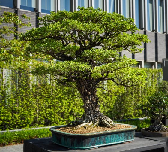 A cork bark elm bonsai, on a gray pedestal, on display in a courtyard. 