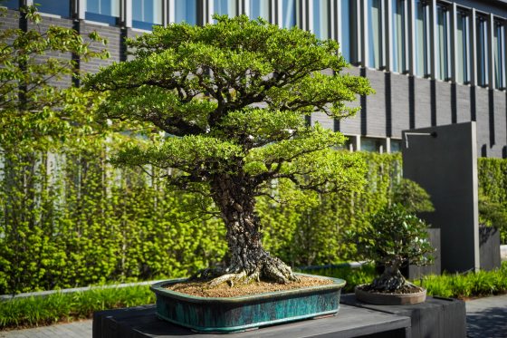 A cork bark elm bonsai, on a gray pedestal, on display in a courtyard. 
