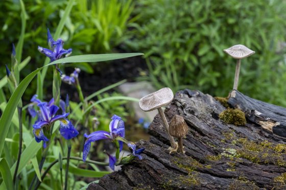 A close of of a section of a wood stump with mushrooms growing on it, surrounded by purple flowering orchids. 
