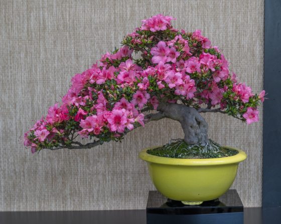 An asymmetrical, windswept azalea bonsai tree completely covered in deep pink flowers, with the canopy dramatically leaning toward the left. The tree features a thick, pale grey curving trunk and is showcased in a contrasting, bright yellow-green glazed ceramic bowl.