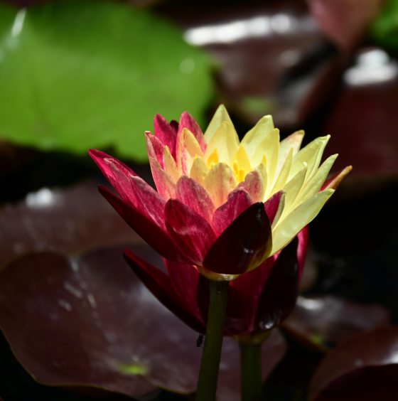 A close-up side view of a single hardy waterlily (Nymphaea 'Ring of Fire') flower rising above dark maroon pads, showcasing petals split vertically in contrasting shades of yellow and deep red.